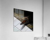 Lacoste Acrylic Print