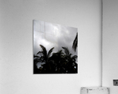 Tropic Acrylic Print