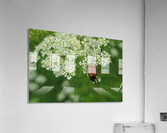 keep it green Acrylic Print