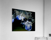 Medusa Acrylic Print