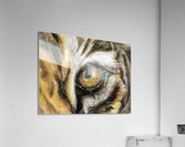 tiger Acrylic Print