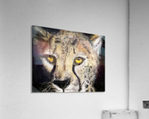 cheetah Acrylic Print