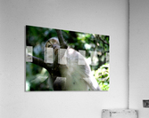 Monkey Forest Acrylic Print