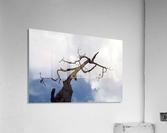 Link Tree Acrylic Print