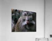 Monkey Forest Acrylic Print