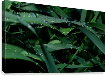 keep it green Canvas Print