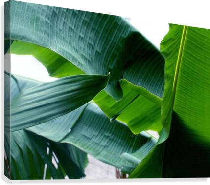 keep it green Canvas Print