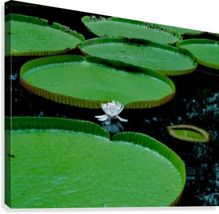 Lotus Canvas Print