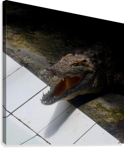 Lacoste Canvas Print