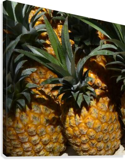 Tropic Canvas Print