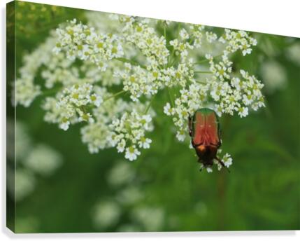 keep it green Canvas Print