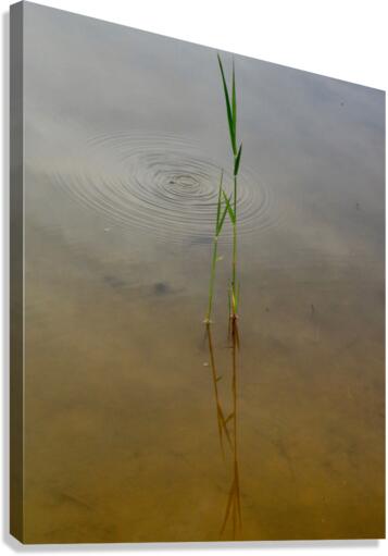 keep it green Canvas Print