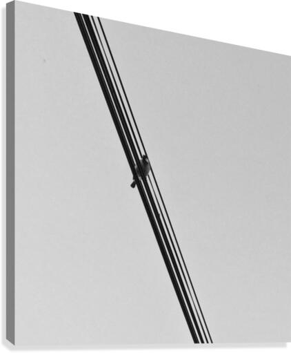 Solo Canvas Print