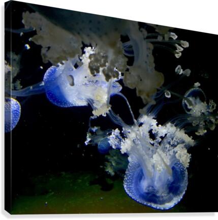 Medusa Canvas Print