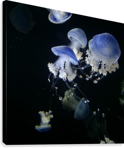 Medusa Canvas Print