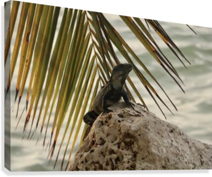 Trip in Mexico Canvas Print