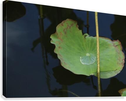 keep it green Canvas Print