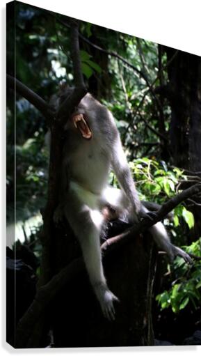 Monkey Forest Canvas Print