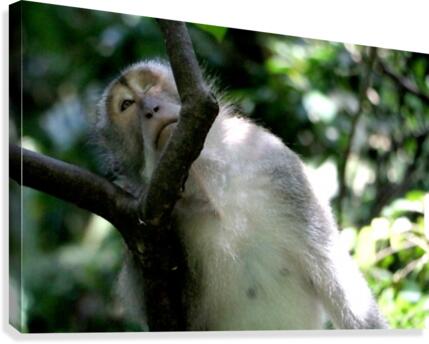 Monkey Forest Canvas Print