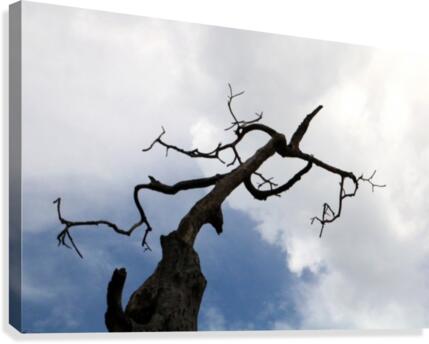 Link Tree Canvas Print
