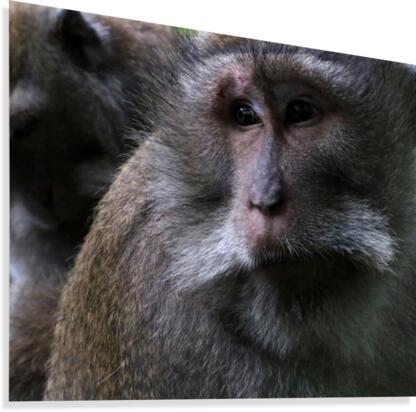 Monkey Forest Canvas Print