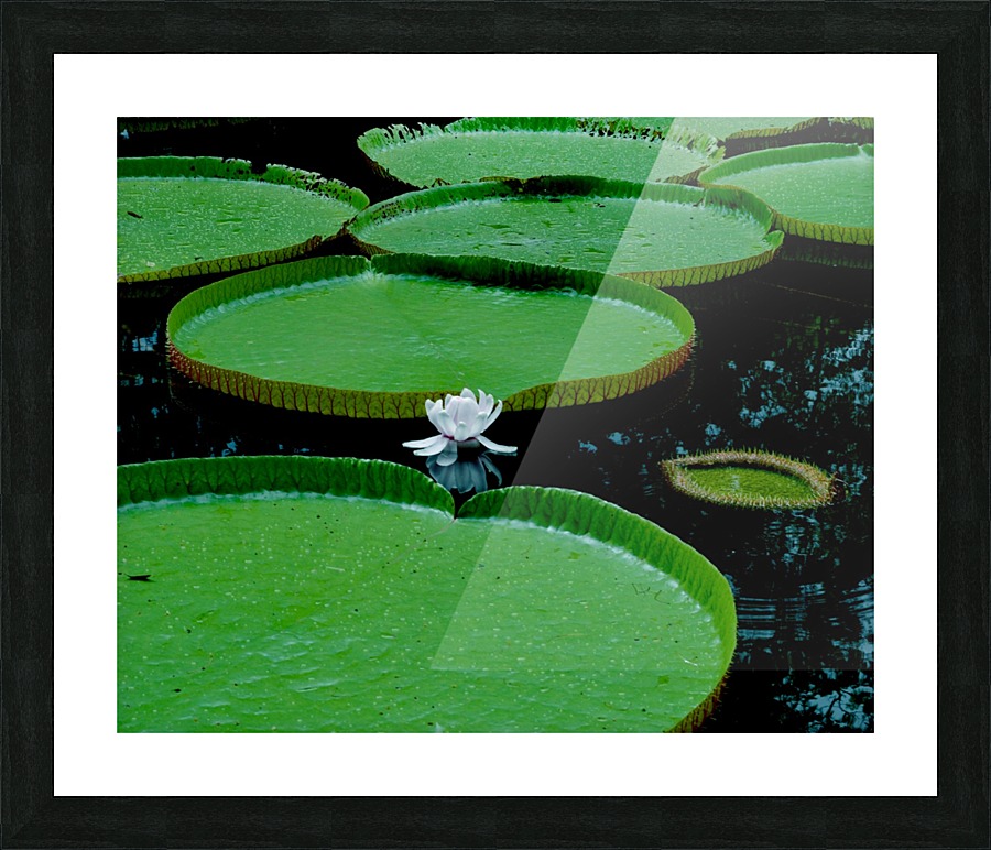 Lotus Picture Frame print