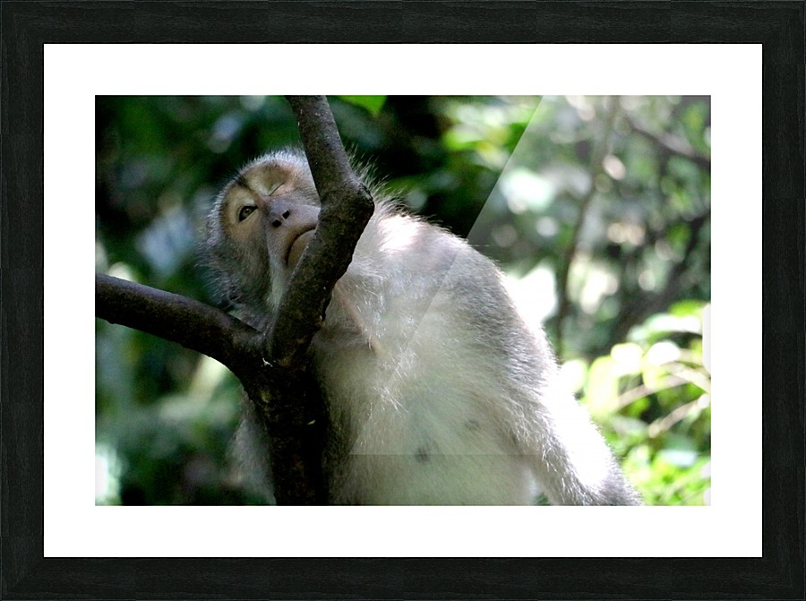 Monkey Forest Picture Frame print