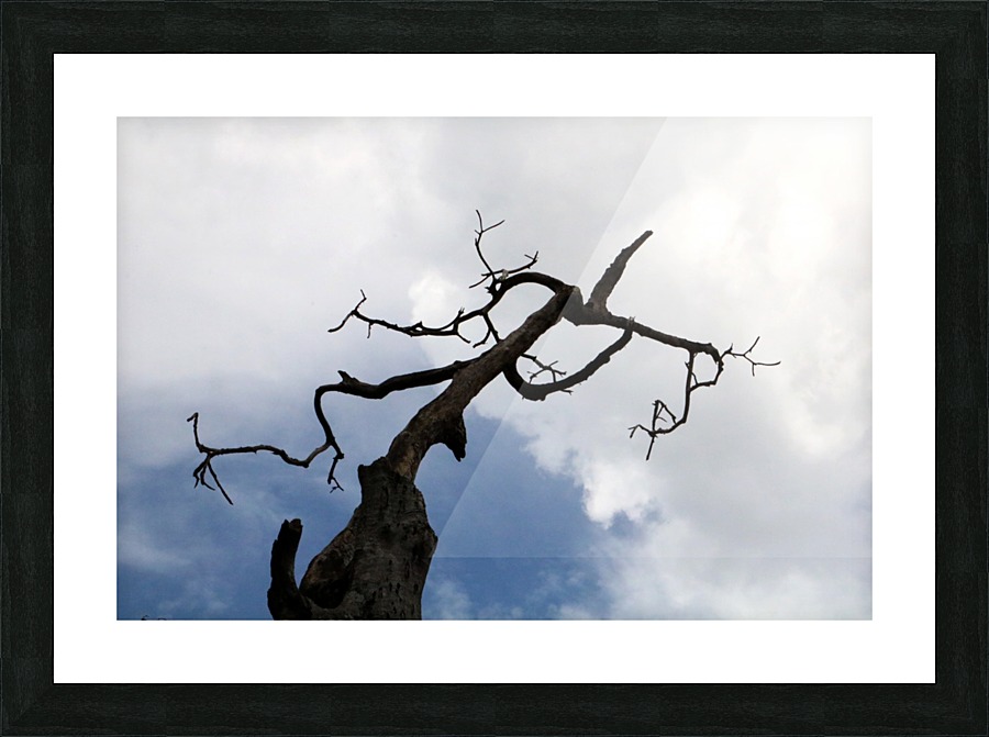 Link Tree Picture Frame print