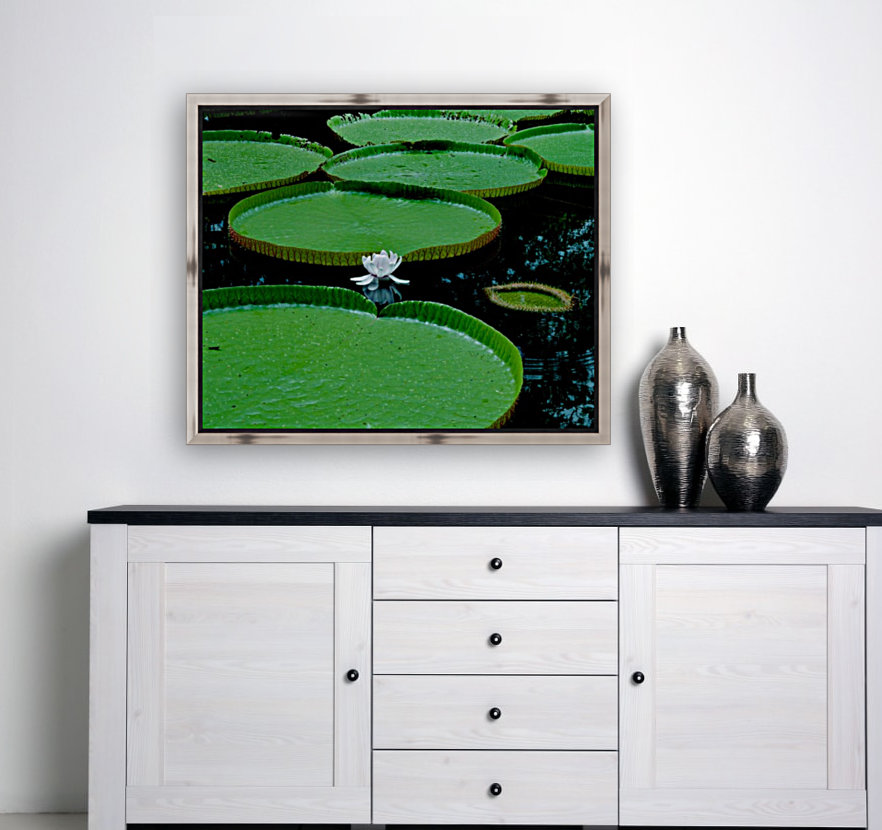 Lotus Reproduction