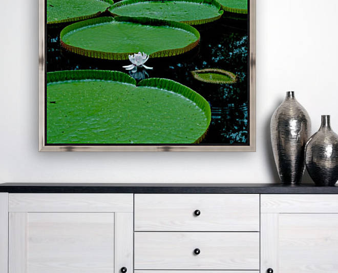 Lotus Reproduction
