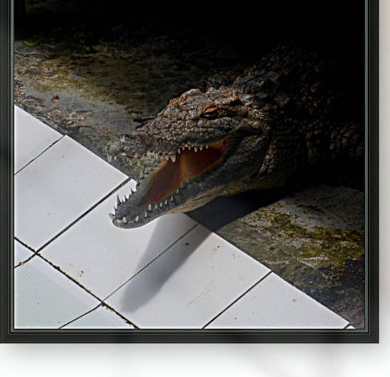 Lacoste Reproduction