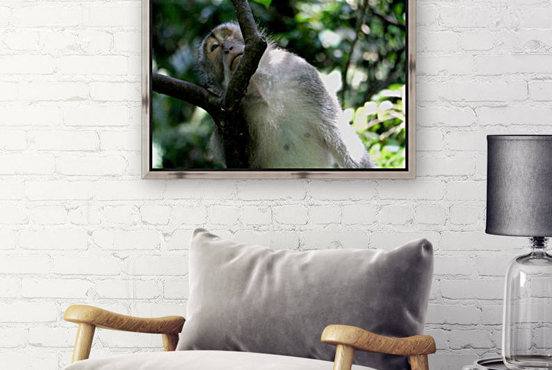 Monkey Forest Reproduction