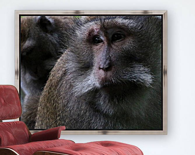 Monkey Forest Reproduction