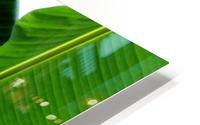 keep it green HD Metal print