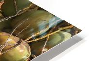Coco HD Metal print