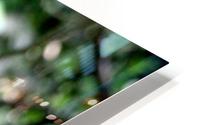 Monkey Forest HD Metal print