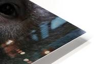 Monkey Forest HD Metal print