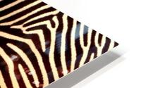 skī zebras HD Metal print