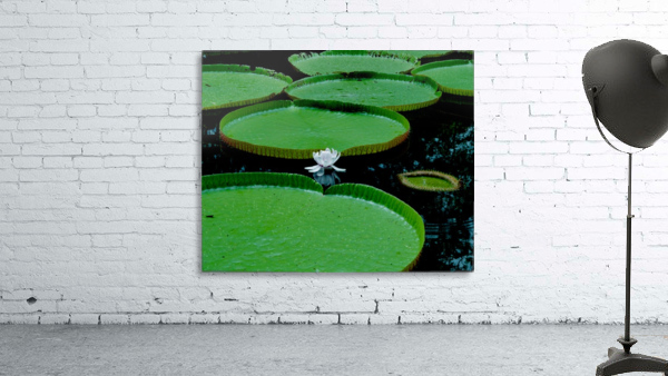 Lotus Wall Preview
