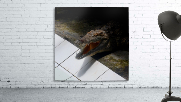 Lacoste Wall Preview