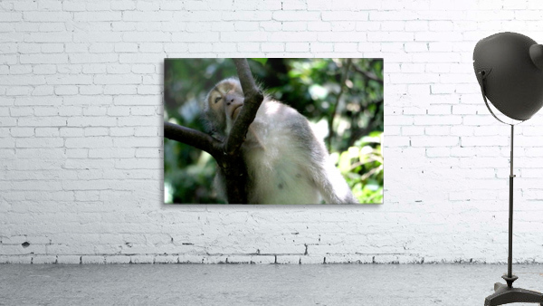 Monkey Forest Wall Preview