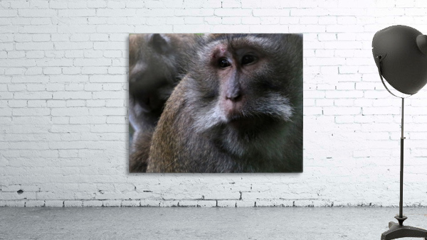 Monkey Forest Wall Preview