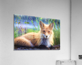 Beautiful Red Fox  Portrait Posing Acrylic Print