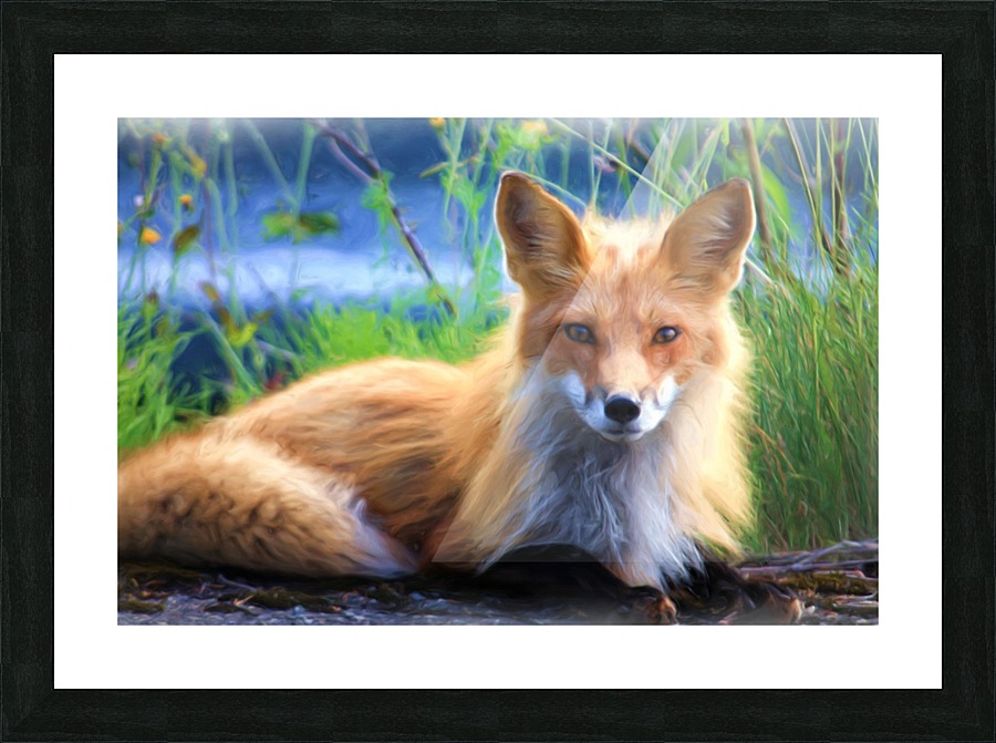 Beautiful Red Fox  Portrait Posing Picture Frame print