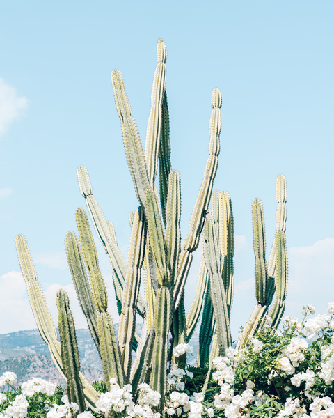 Succulent Green Cactus Desert Cactus White Flowers French Riviera Travel  Photography Cote dAzur Boho Cacti