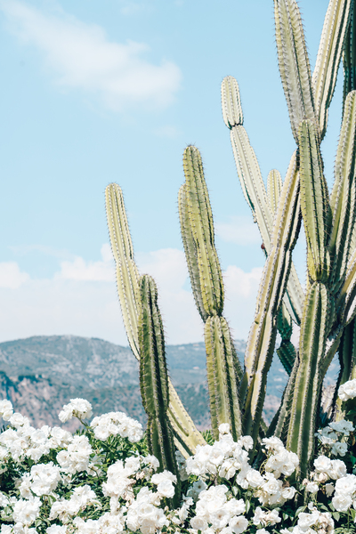 Desert Cactus White Flowers Boho Cacti Summer Vibes French Riviera Cote  dAzur France Travel Photography
