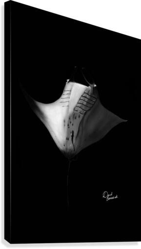 RAIE MANTA Canvas Print