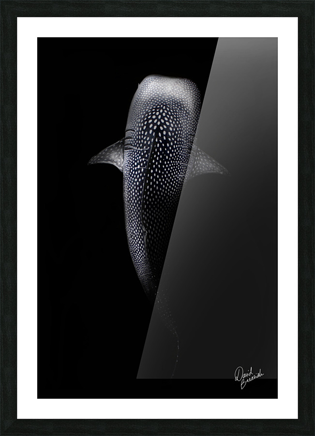 requin baleine Picture Frame print