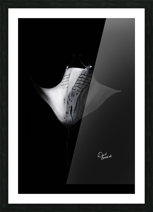 RAIE MANTA Picture Frame print
