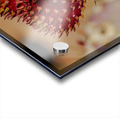 Red Prickly Pear Acrylic print